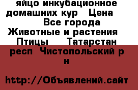 яйцо инкубационное домашних кур › Цена ­ 25 - Все города Животные и растения » Птицы   . Татарстан респ.,Чистопольский р-н